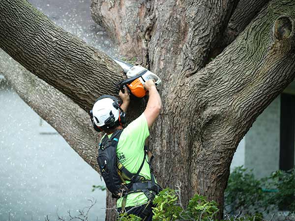 professional arborist removing a tree branch.