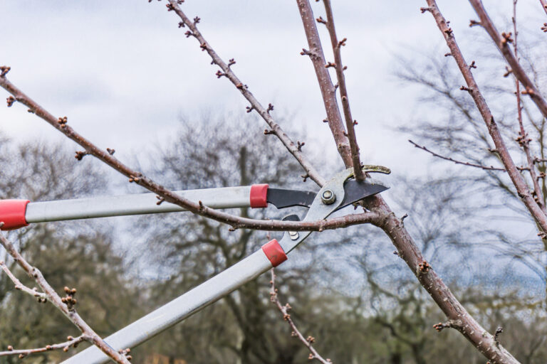 winter tree pruning